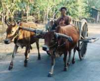 Ox Cart