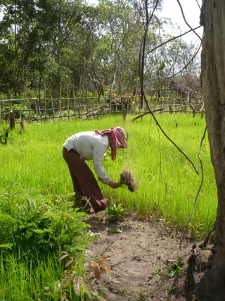 Pulling rice for transplant